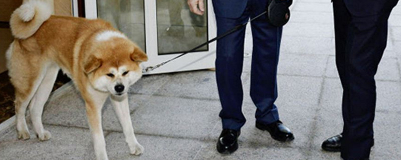 秋田犬認主人的特征