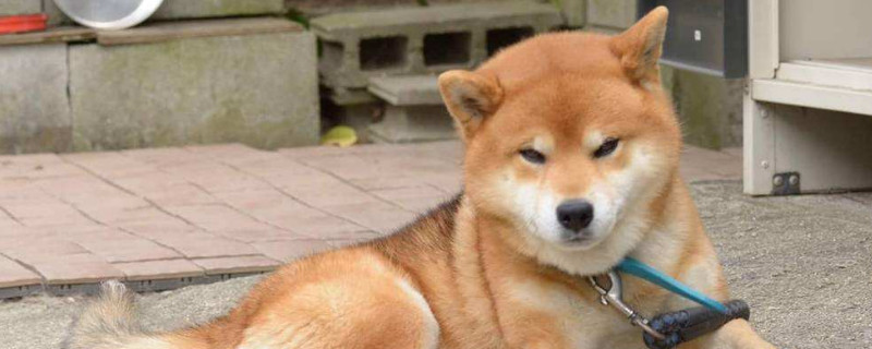 柴犬把你當(dāng)主人的表現(xiàn)