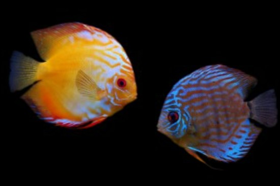 1米2的魚缸能養(yǎng)幾條七彩神仙