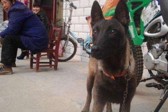 怎么樣提高馬犬的膽量，在適宜的環(huán)境下多與馬犬互動訓(xùn)練
