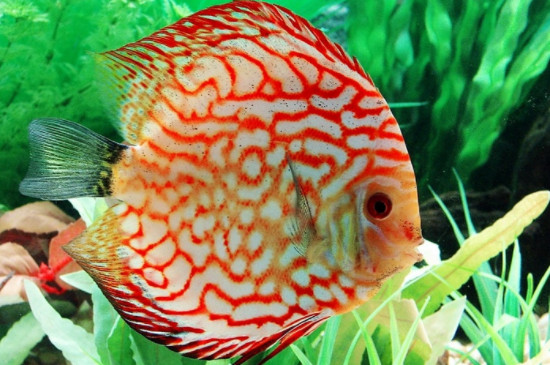 七彩神仙魚怎么養(yǎng)才能顏色好看