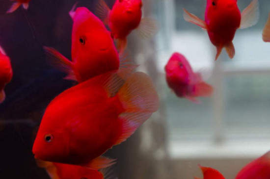 鸚鵡魚多久換水一次最佳