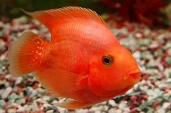 紅鸚鵡魚產(chǎn)卵怎么處理