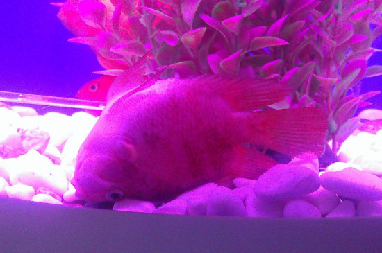 鸚鵡魚翻肚皮但又沒死怎么救回