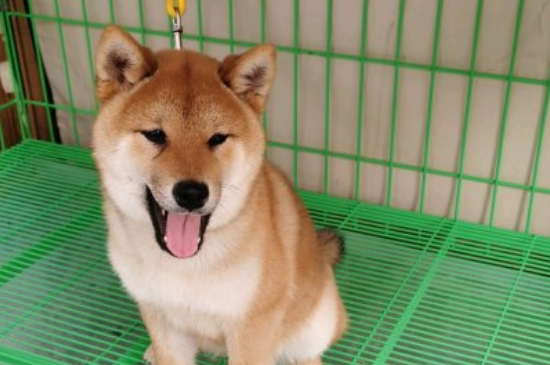 不養(yǎng)日本柴犬的理由