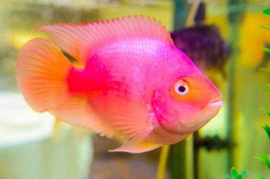 鸚鵡魚變白