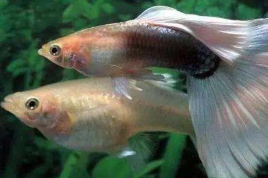 孔雀魚是一次都生完嗎