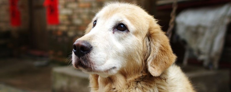 金毛犬性格溫順嗎，金毛是三大溫順犬之一
