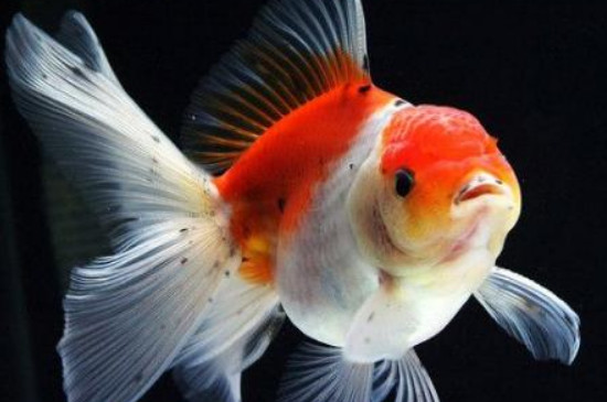 金魚(yú)是睜著眼睛睡覺(jué)的嗎為什么