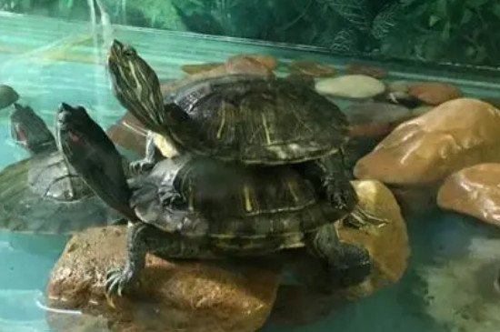 草龜公母分辨方法