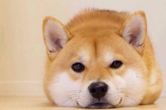 柴犬怎么訓練，適當獎懲讓它變得安靜聽話