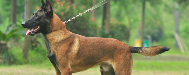 馬犬追過(guò)路的行人怎么回事