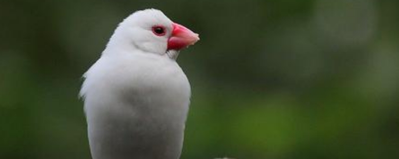 白文鳥怎樣才能不咬人