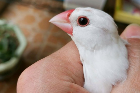 為什么白文鳥一直叫