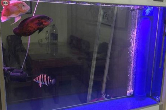 地圖魚腫嘴病怎么治療