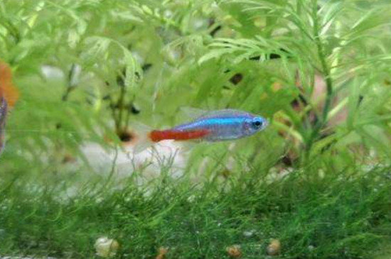 養(yǎng)孔雀魚(yú)的技巧