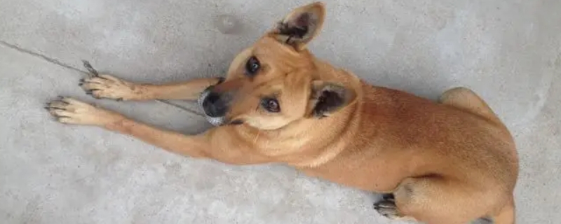 關(guān)燈后狗狗會害怕嗎
