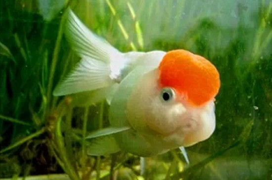金魚(yú)趴在缸底不動(dòng)咋回事