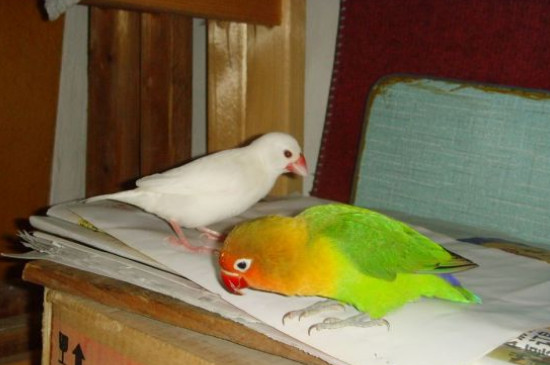 怎樣給文鳥洗澡