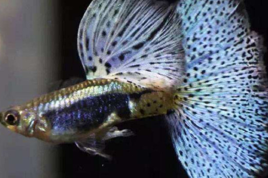 孔雀魚三大人氣品種