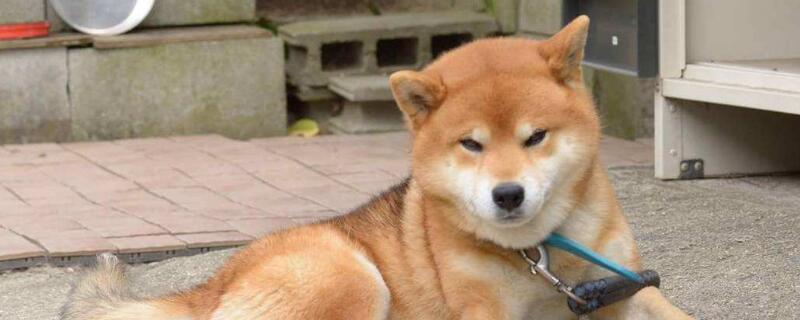 柴犬每年幾月份掉毛