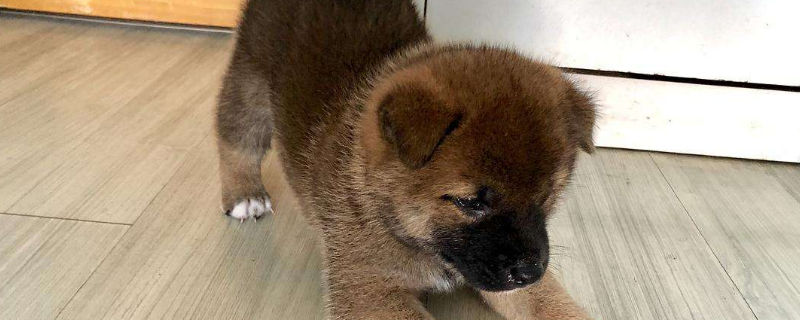 柴犬幾個月認主人