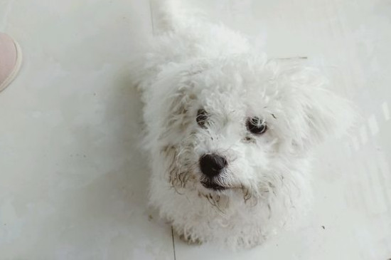 狗狗亂拉屎怎么教