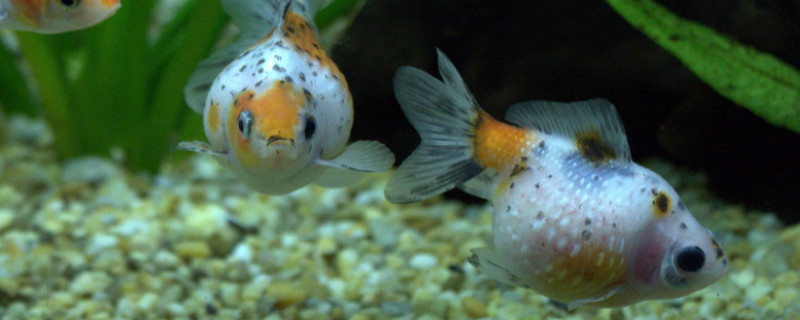 金魚(yú)怎樣長(zhǎng)得又大又快