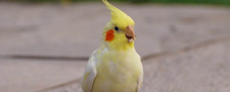 玄鳳鸚鵡不親人怎么辦
