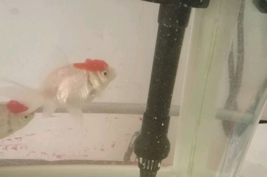 鶴頂紅金魚頭部變白了是什么病，金魚頭上褪色怎么治療