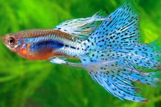 孔雀魚肚子癟了什么病