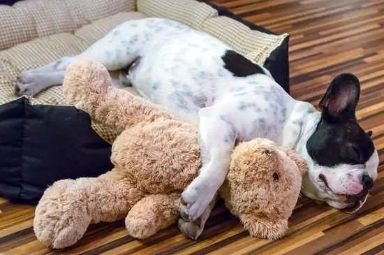 狗的睡眠一天多少小時(shí)