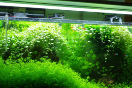 魚缸里的綠藻怎么清理