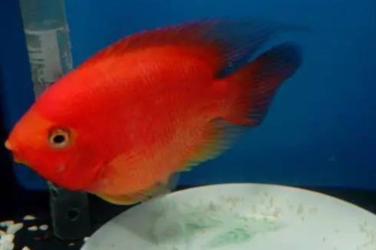 鸚鵡魚(yú)飼養(yǎng)方法和注意事項(xiàng)