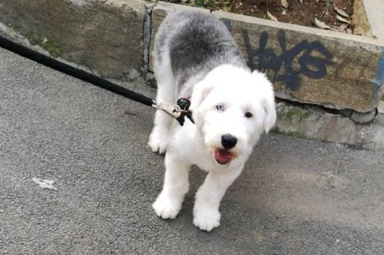 古牧犬掉毛厲害嗎