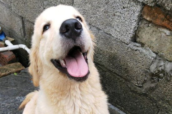 金毛犬不驅(qū)蟲的癥狀