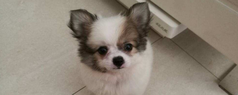 蝴蝶犬幼犬幾個(gè)月褪毛