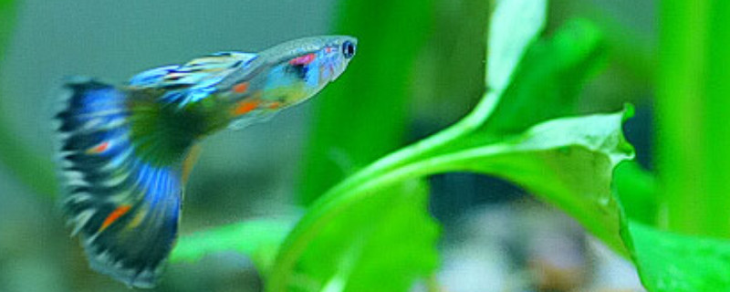 孔雀魚繁殖條件