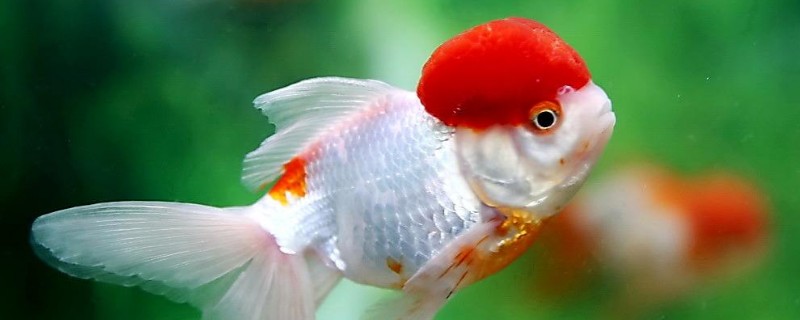 金魚(yú)晚上睡覺(jué)嗎