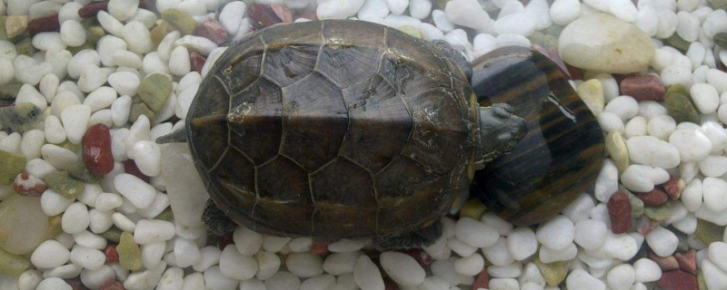 草龜多大可以冬眠
