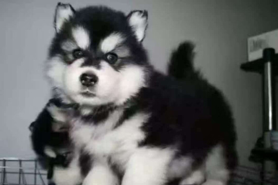 阿拉斯加幼犬喂養(yǎng)指南