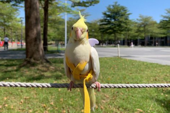 怎么訓玄鳳鸚鵡才給摸