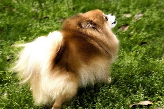 蝴蝶犬為什么那么兇，獨占心強(qiáng)且沒有安全感所致