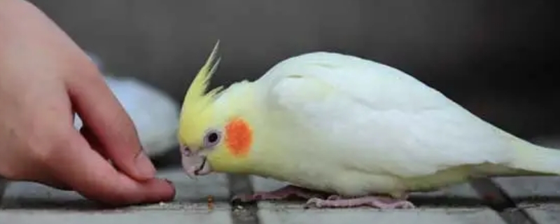 玄鳳鸚鵡冬天用什么窩