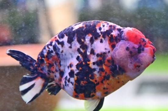 金魚(yú)冬天會(huì)凍死嗎