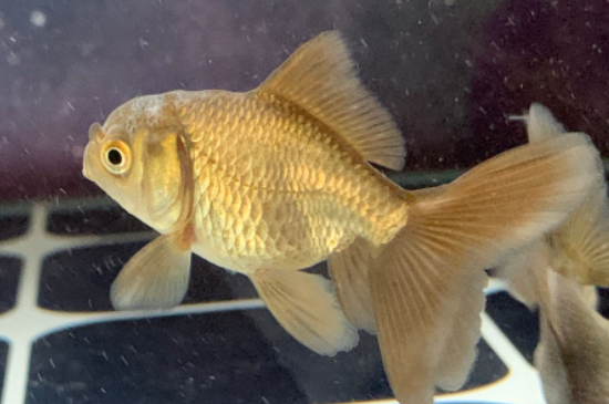 金魚拉屎很長一條白線不掉
