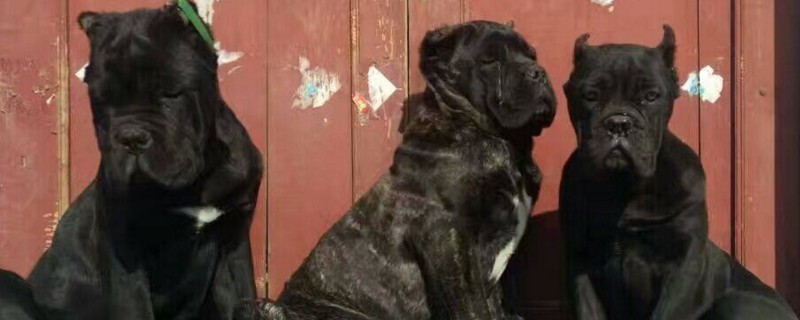 卡斯羅犬咬人嗎