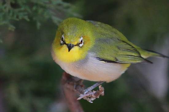 繡眼鳥怎么分公母