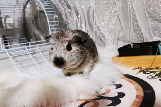 豚鼠容易死嗎