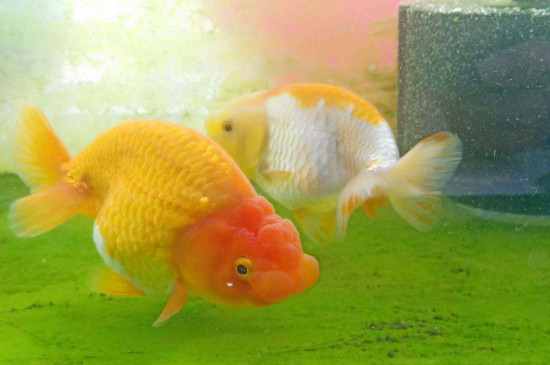 怎么養(yǎng)金魚的技巧